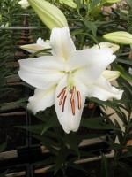 [1828 NovaZenbla No01.JPG]